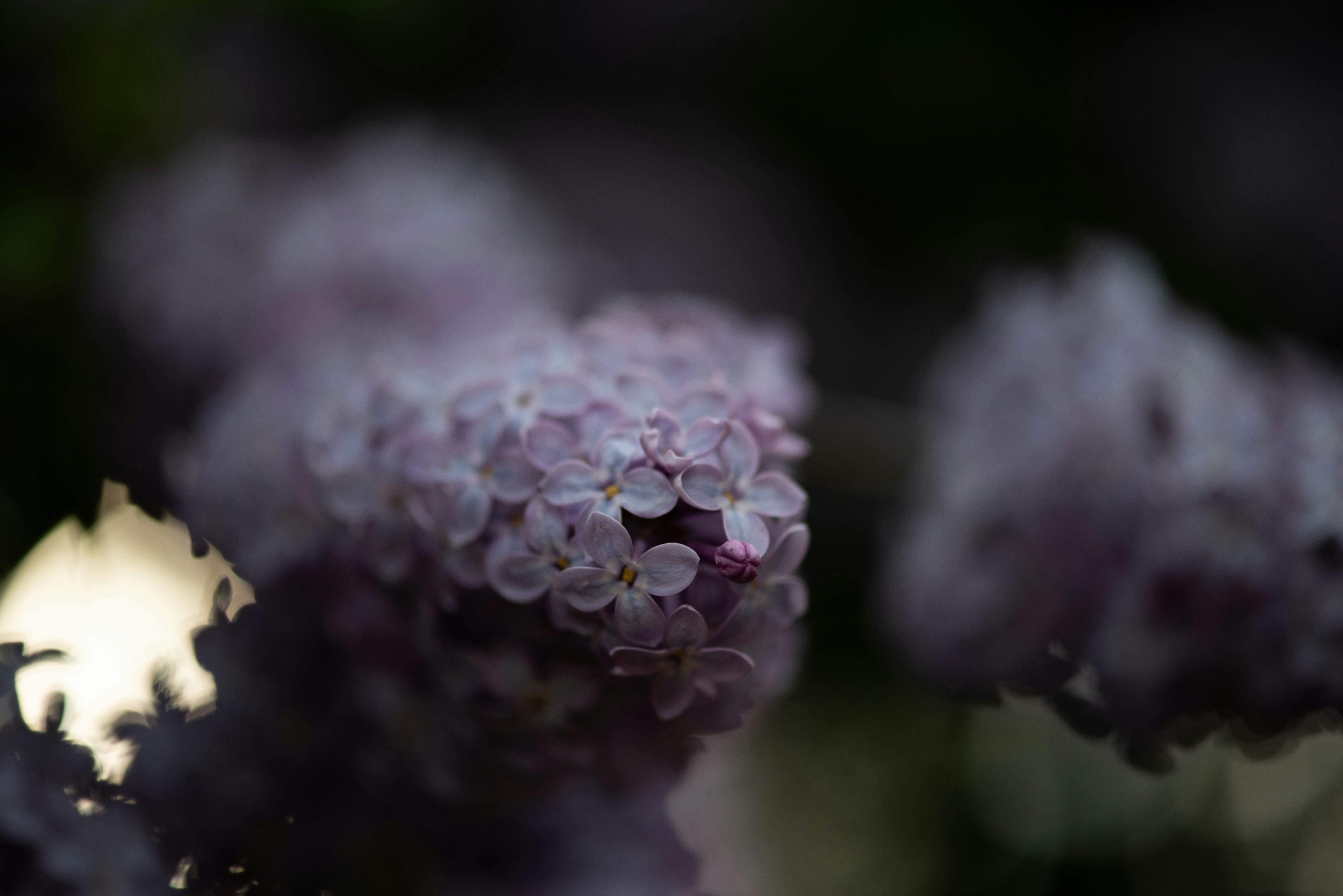 Photo by anitaaustvika