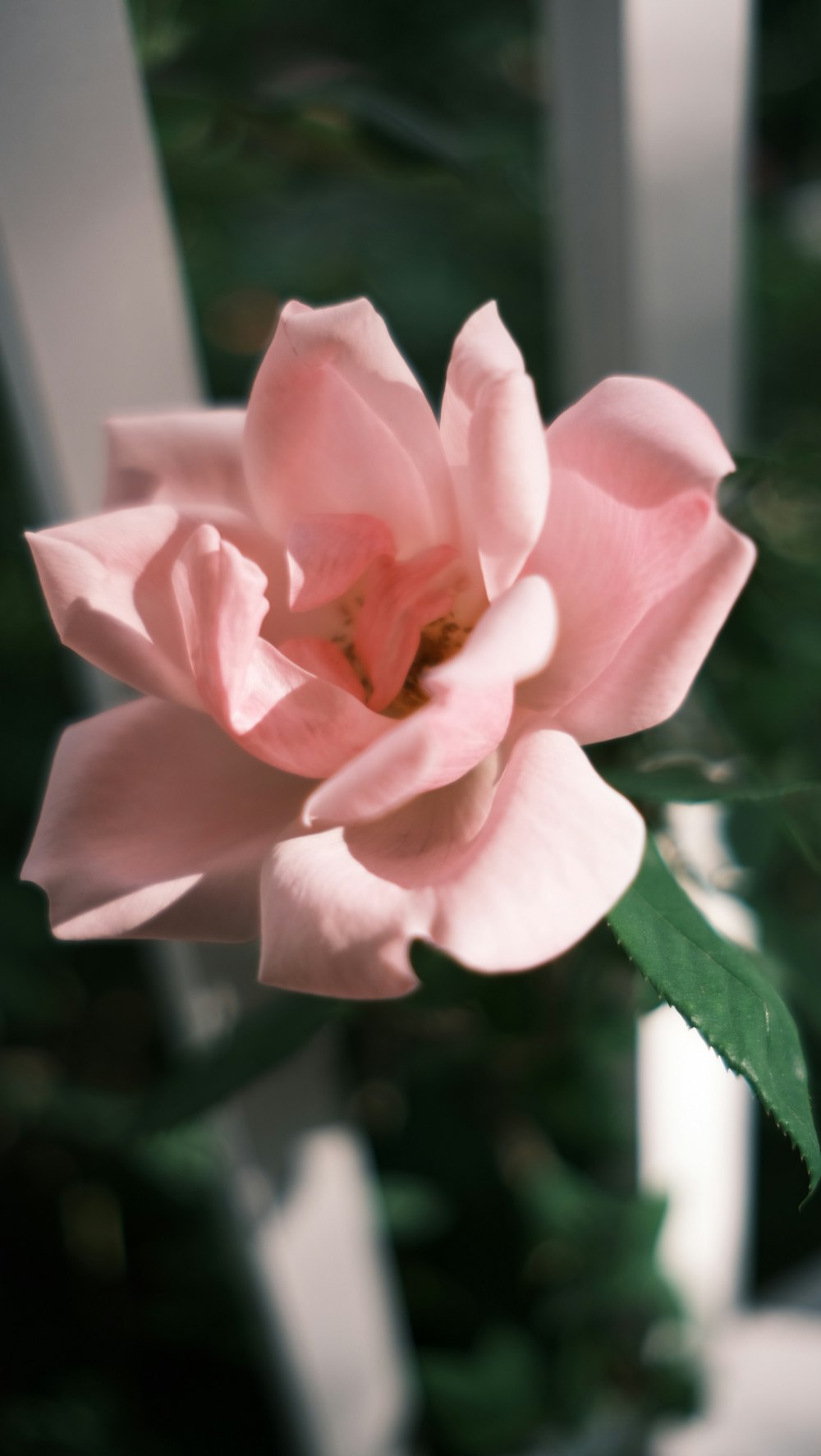 a pink rose with green leaves in a vase