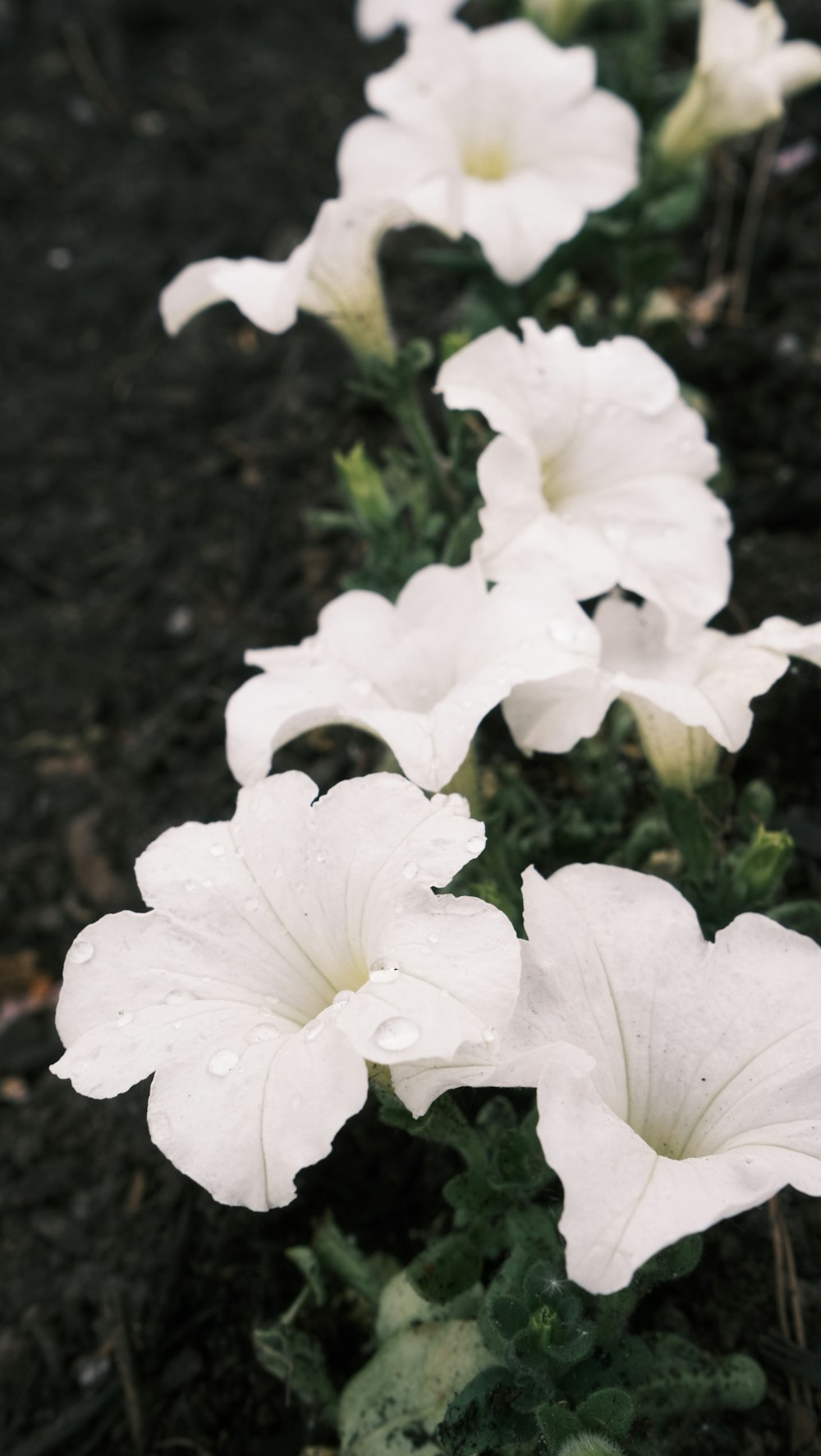 a group of white flowers with water droplets on them