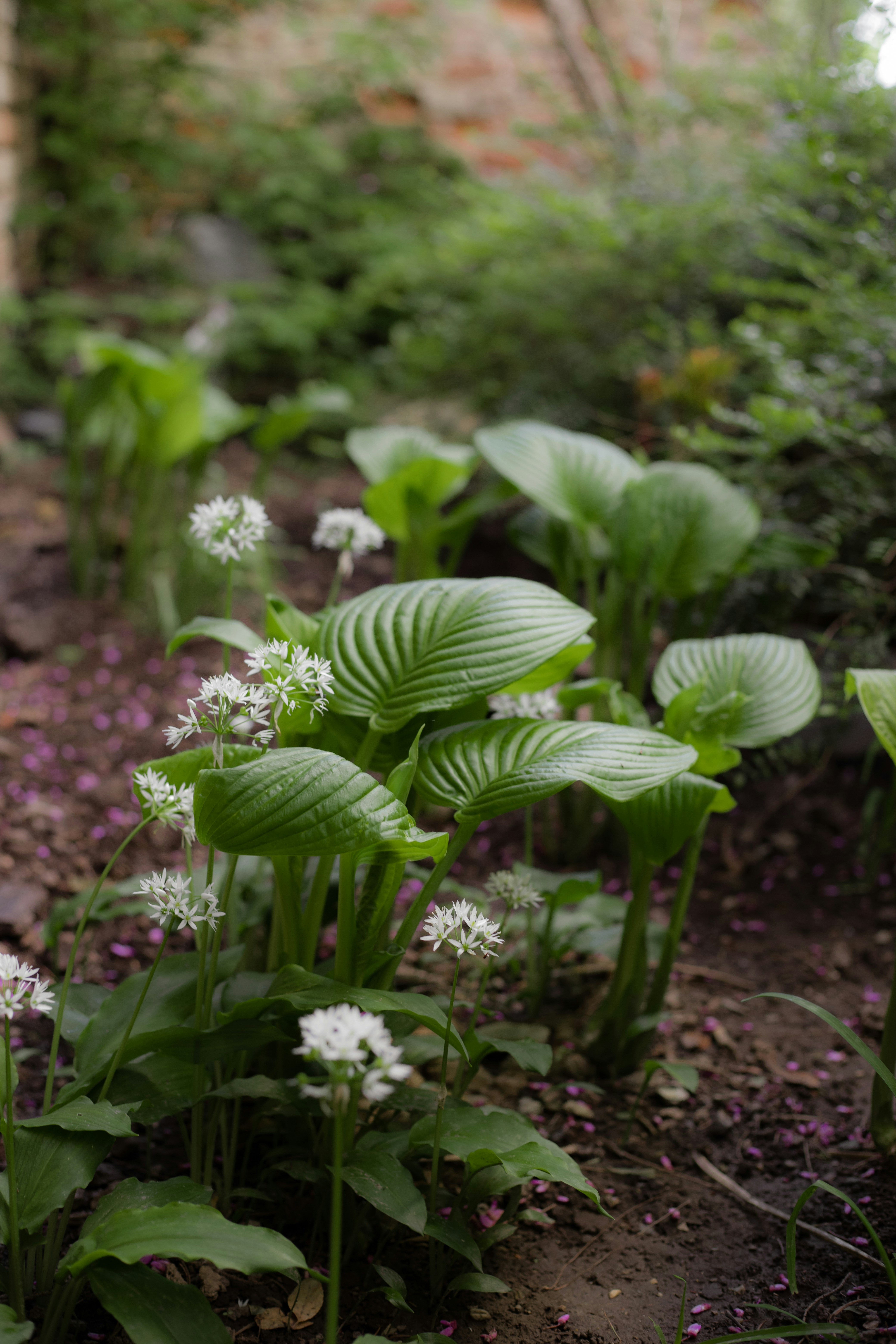 un montón de plantas que están en la tierra