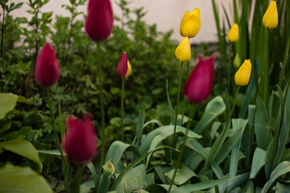 a bunch of flowers that are in the grass