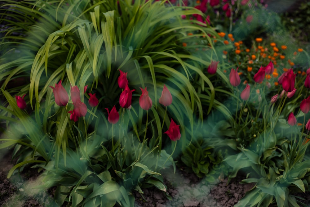 a bunch of flowers that are in the dirt