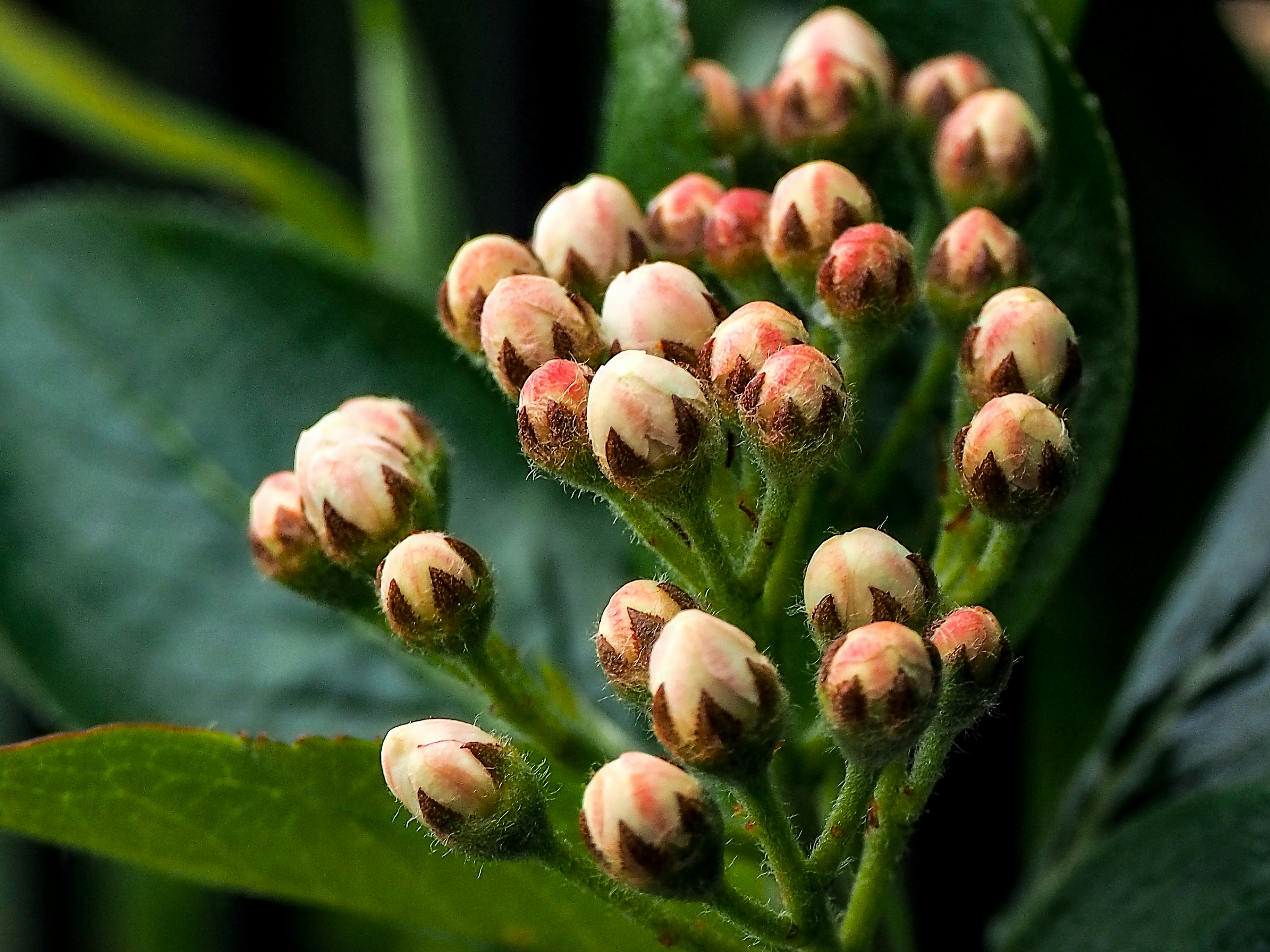 a close up of a bunch of buds on a plant