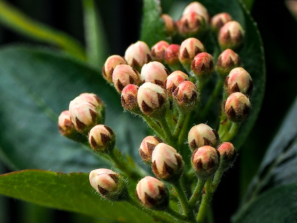 a close up of a bunch of buds on a plant