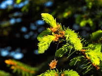 A close-up view of a young green pine branch with fresh, bright green needles against a blurred dark green and black background. A small clump of brownish-orange pine resin is hanging from a silk thread attached to the branch.