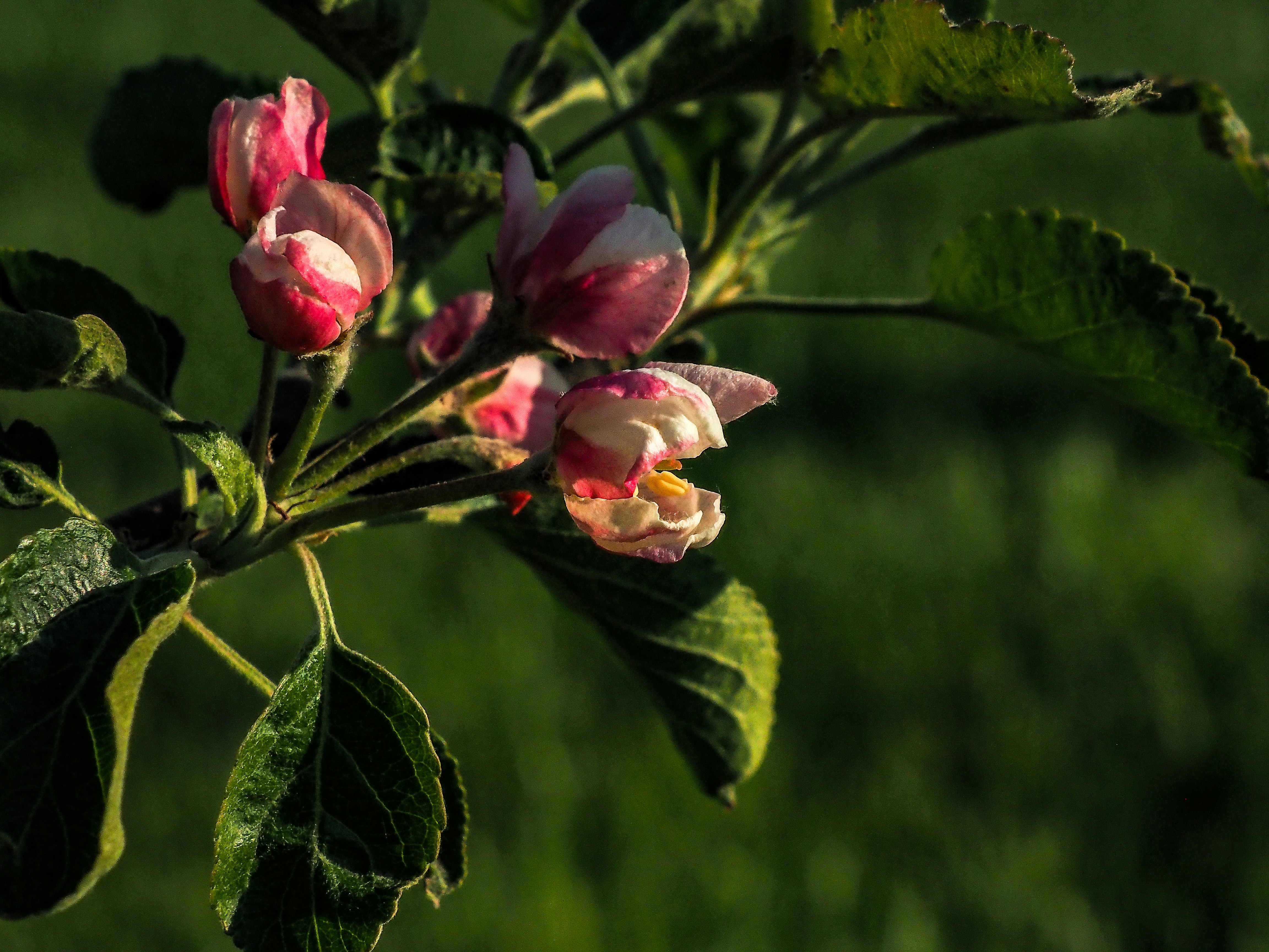 Un primo piano di un fiore sul ramo di un albero