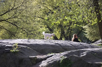 A white dog walks across a large rock formation in a sunlit forested area. A person with long hair sits nearby, enjoying the surroundings. The trees have lush, green leaves, suggesting a vibrant spring atmosphere.