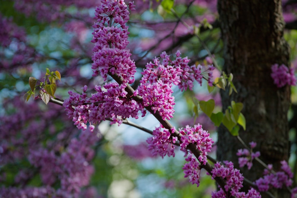 a branch of a tree with purple flowers