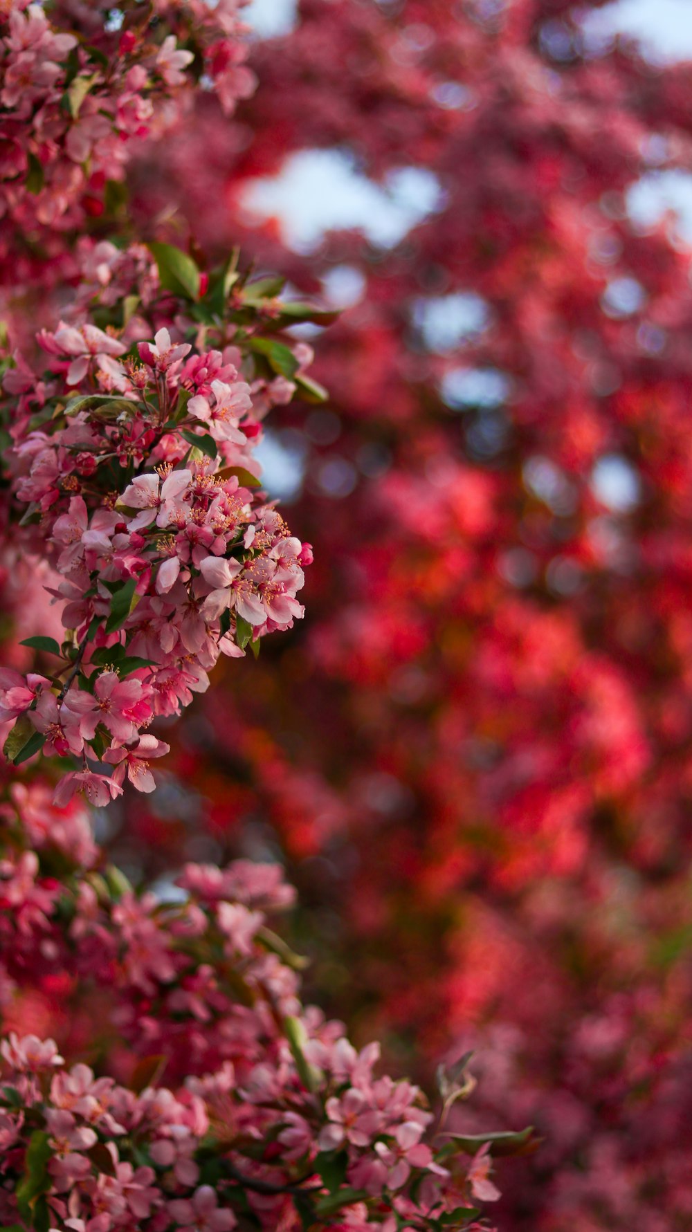 a bunch of pink flowers on a tree