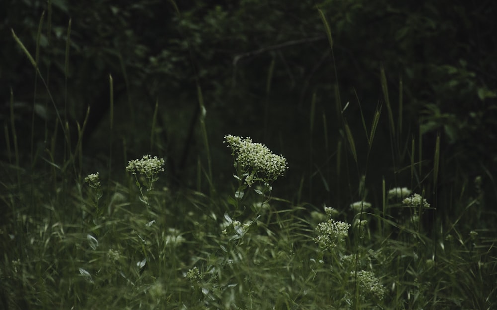 a bunch of flowers that are in the grass