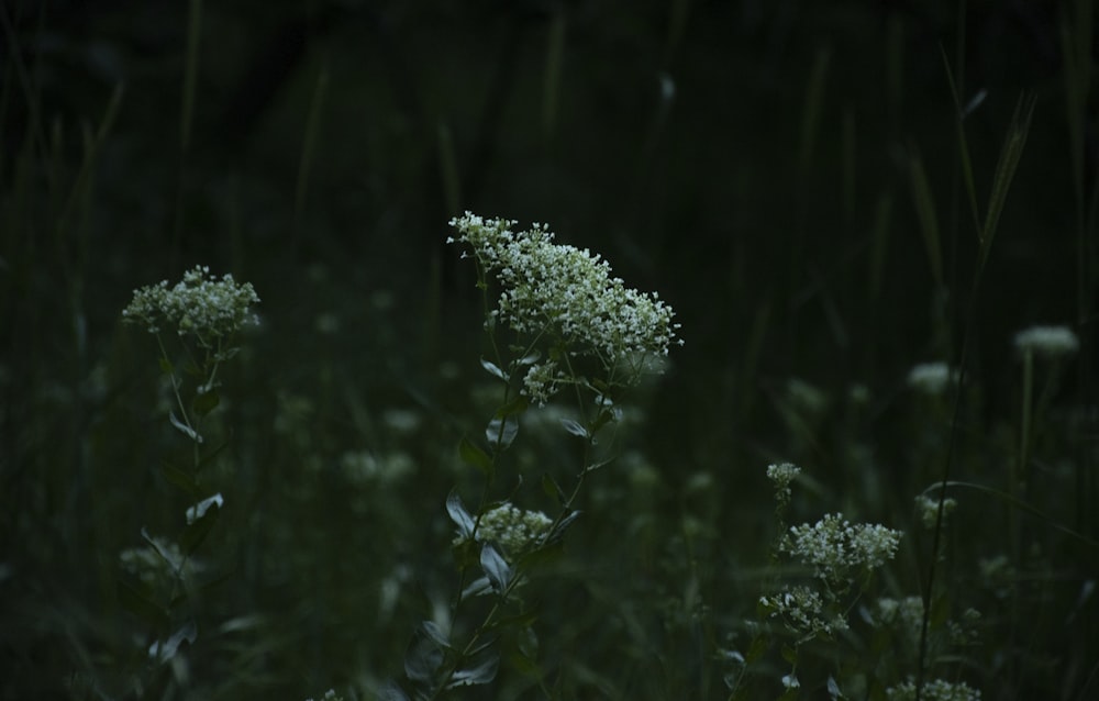 a bunch of flowers that are in the grass