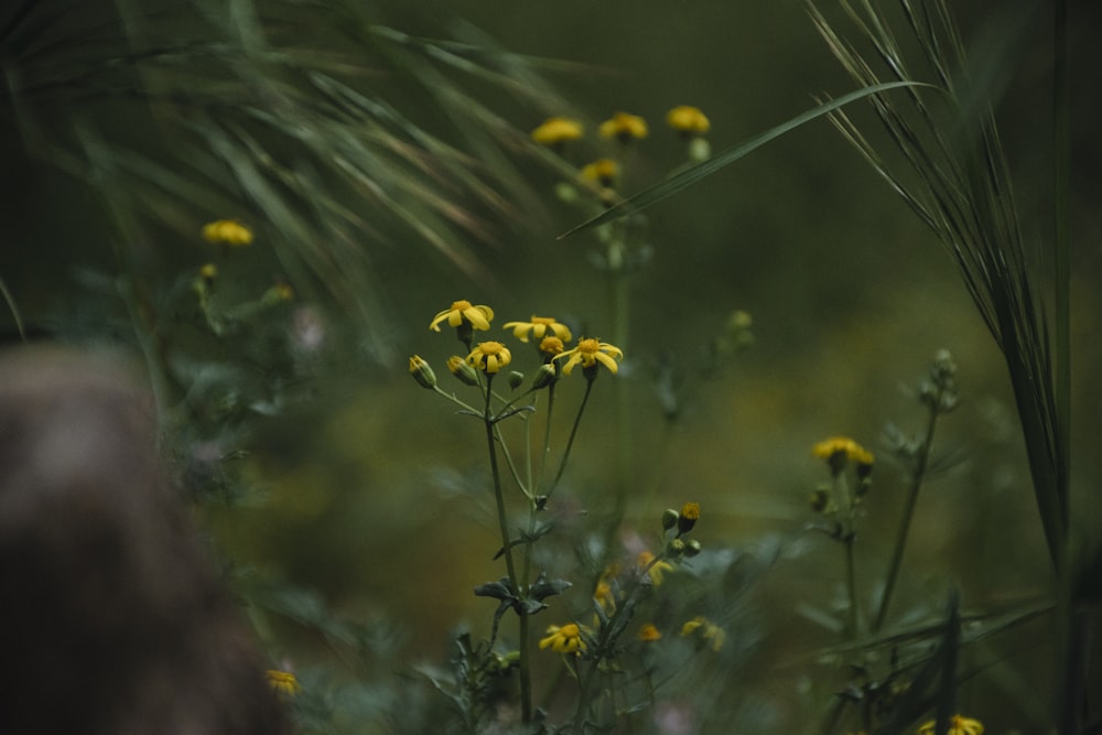 a bunch of yellow flowers that are in the grass