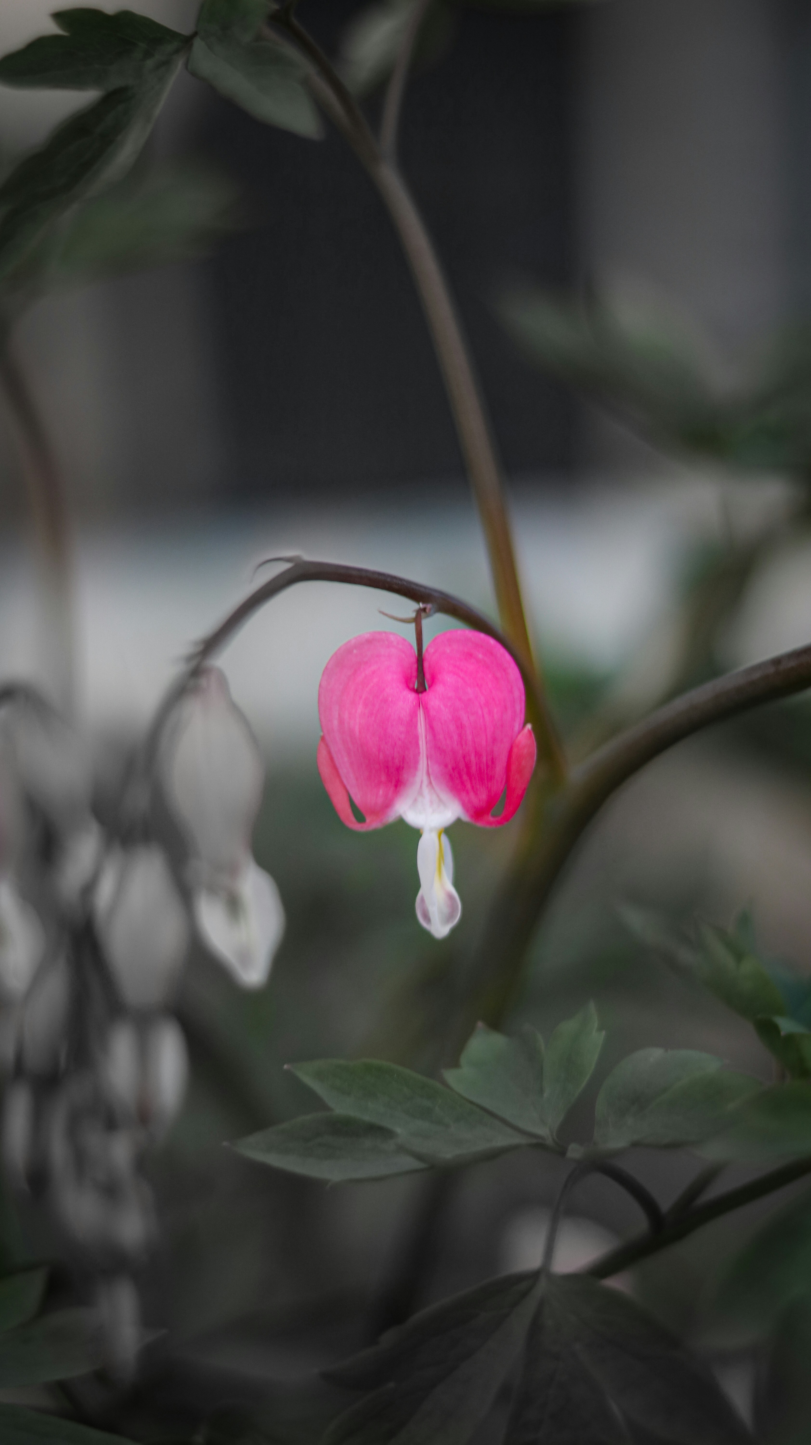 a pink and white flower with green leaves