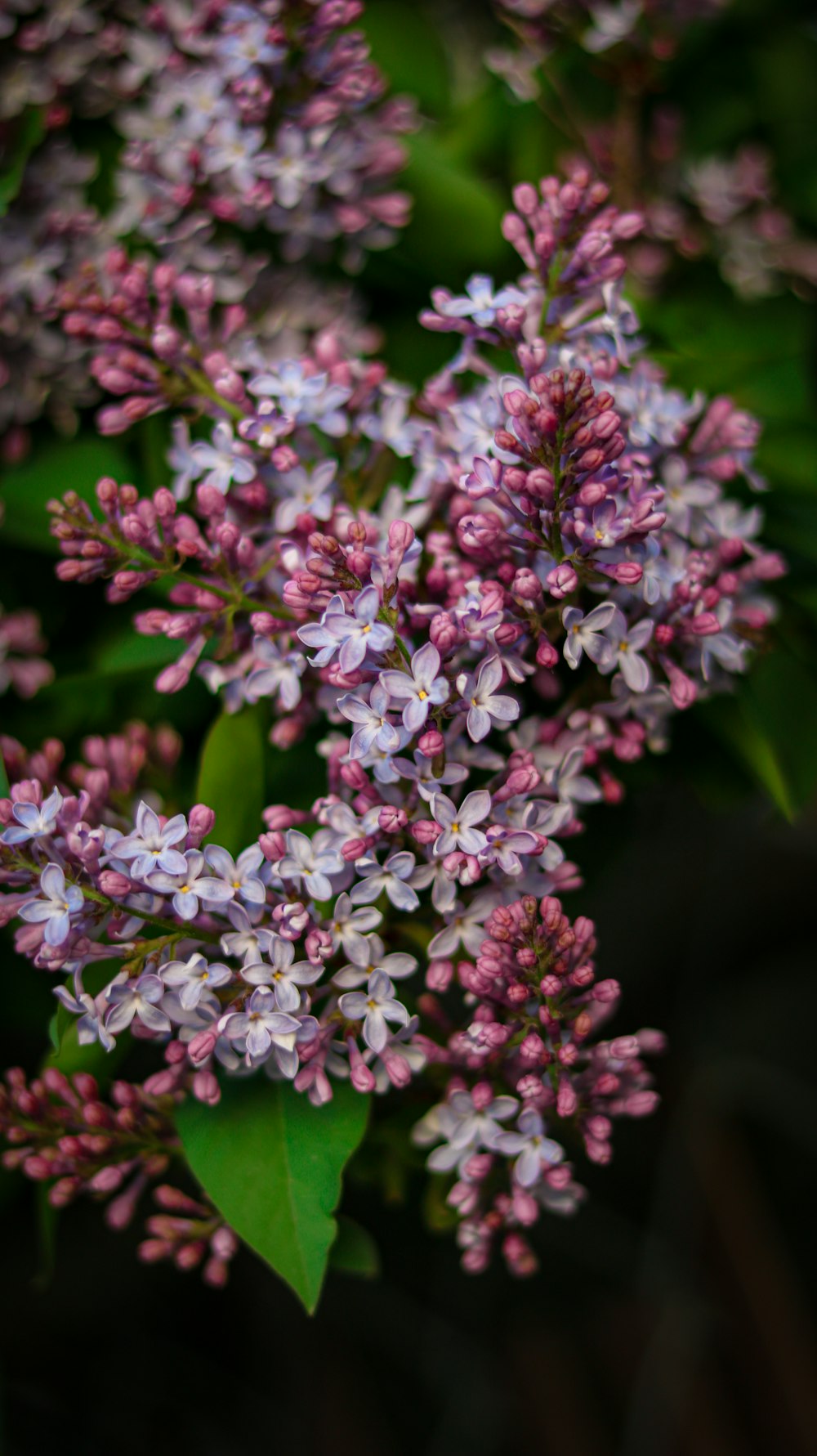 a bunch of purple flowers with green leaves