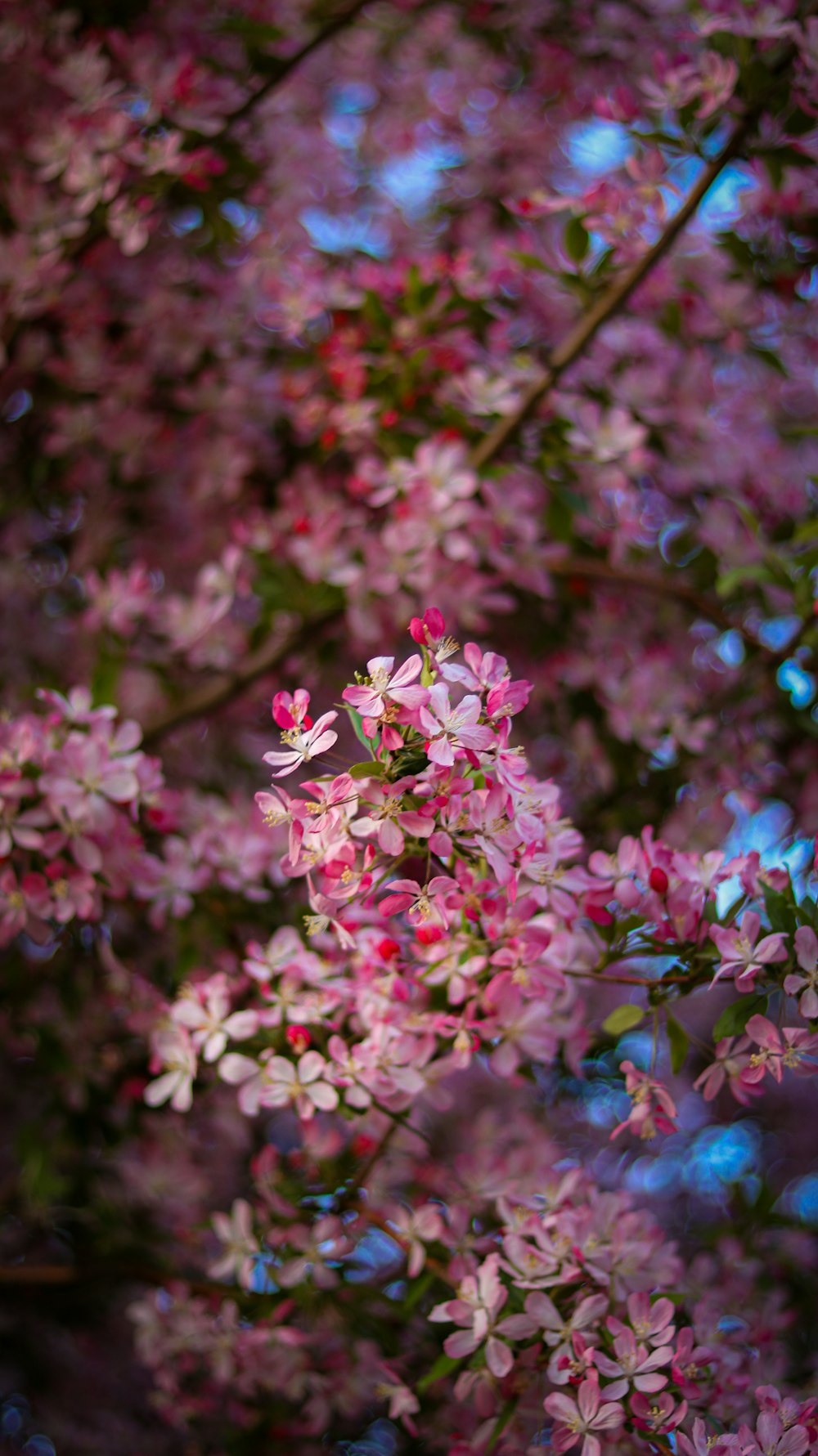 a bunch of flowers that are on a tree