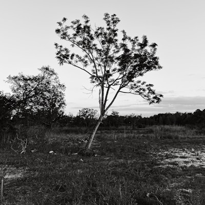 A serene black and white photo of a lone tree standing in a vast empty field under a cloudy sky.
