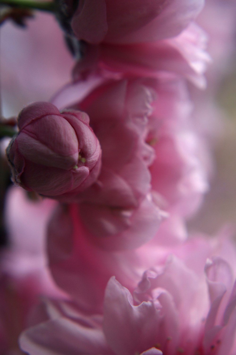 a close up of pink flowers on a tree