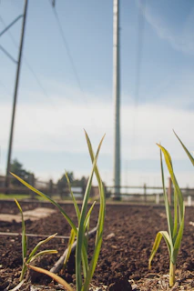 Volunteers planting a community garden under a bright blue sky, symbolizing growth and renewal.