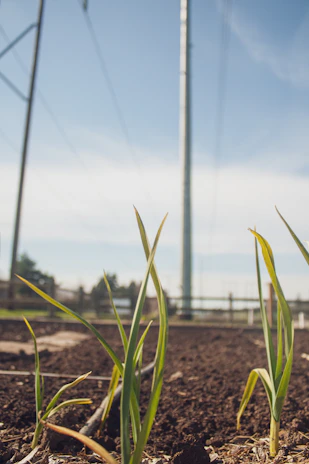 Volunteers planting a community garden under a bright blue sky, symbolizing growth and renewal.