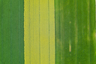 Aerial view of diverse crop zones showing different vigor levels.