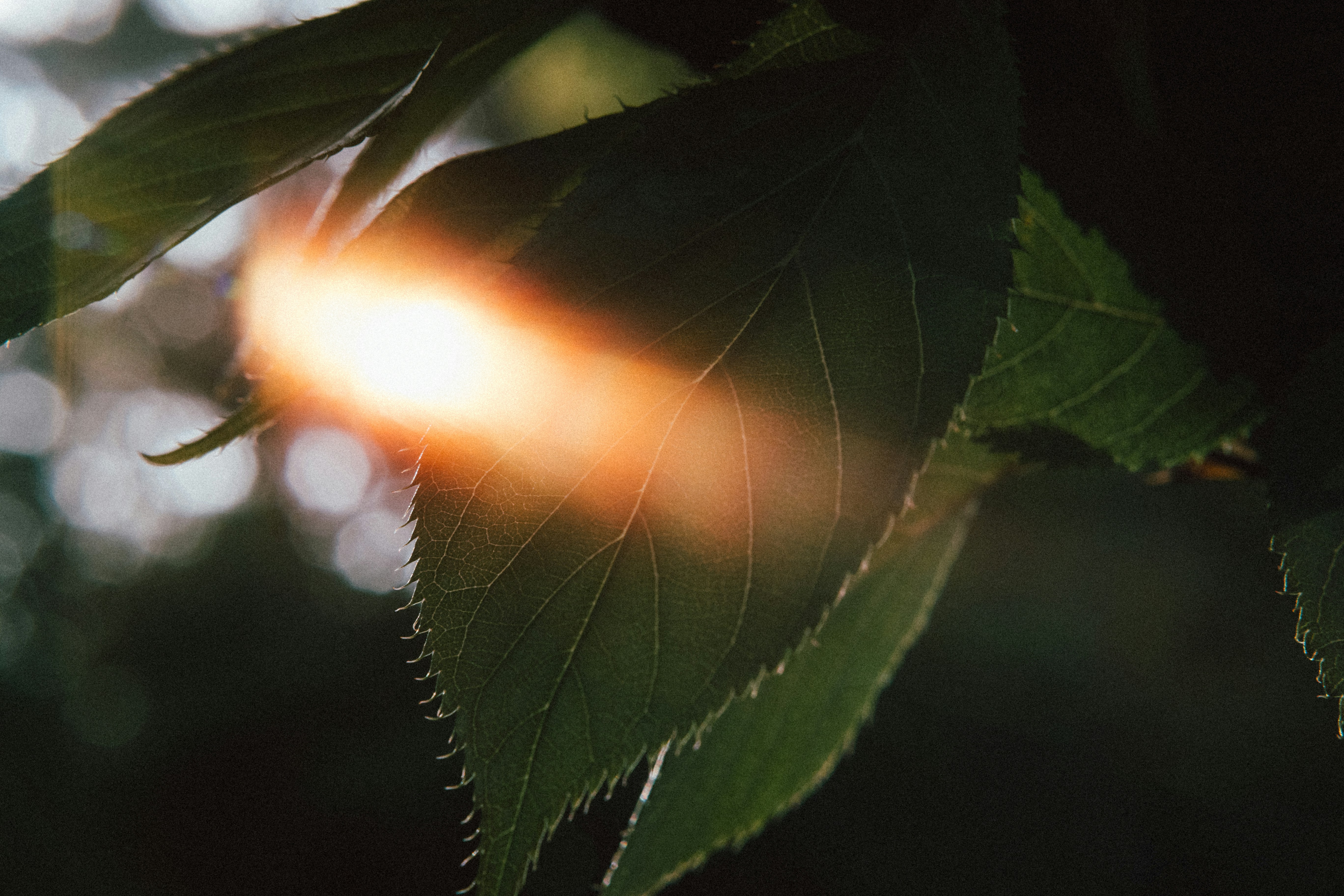a bright light shines through the leaves of a tree