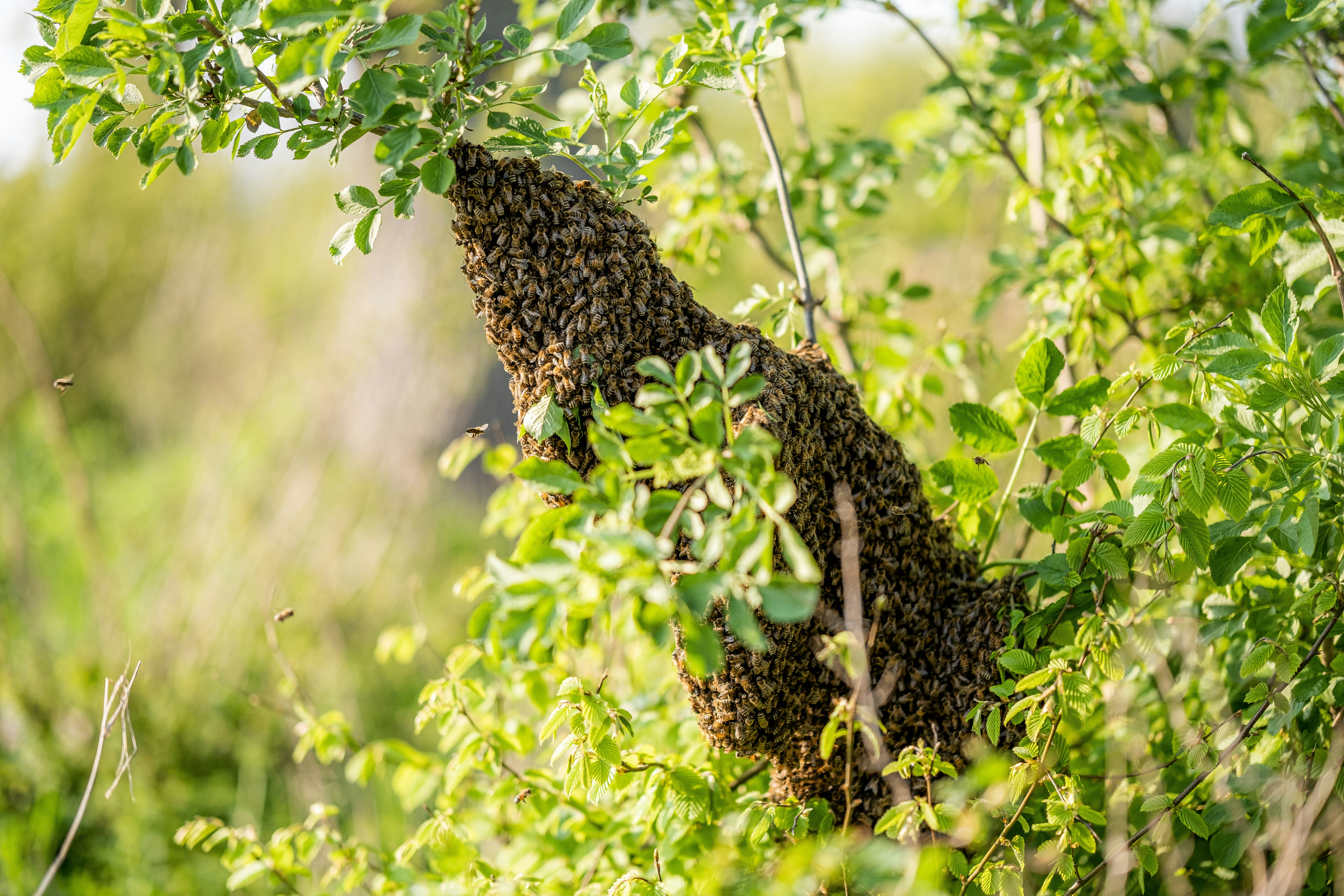 a swarm of bees hanging from a tree branch