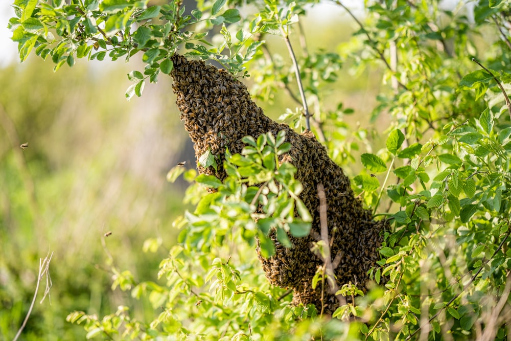 a swarm of bees hanging from a tree branch