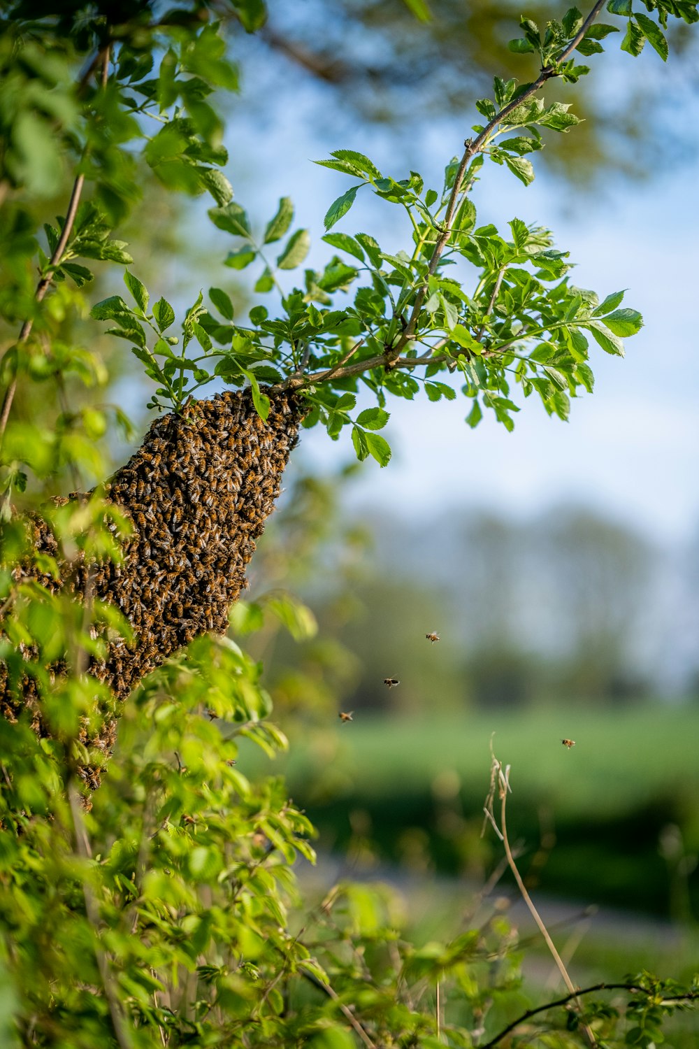 a swarm of bees on a tree branch