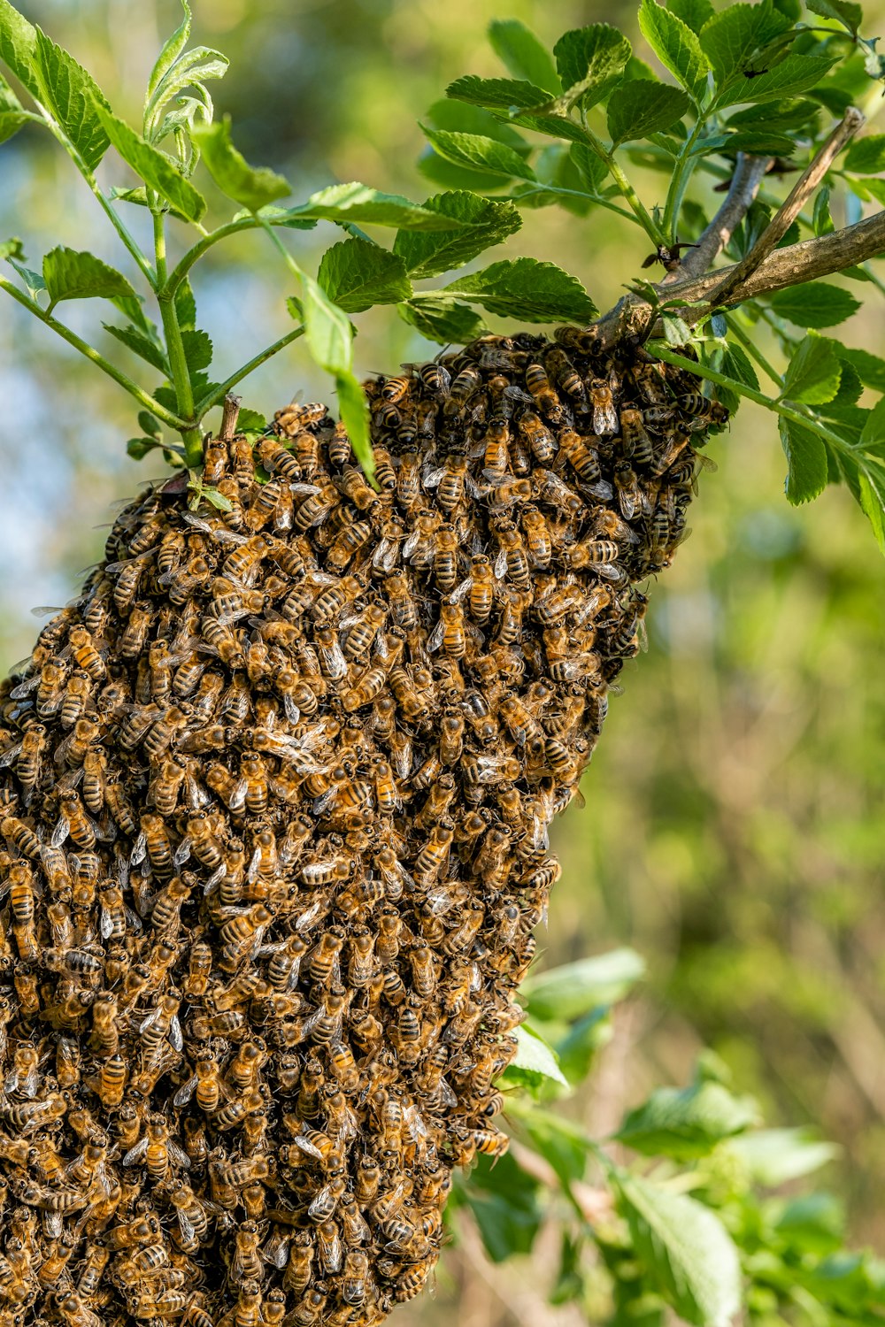 a swarm of bees on a tree branch