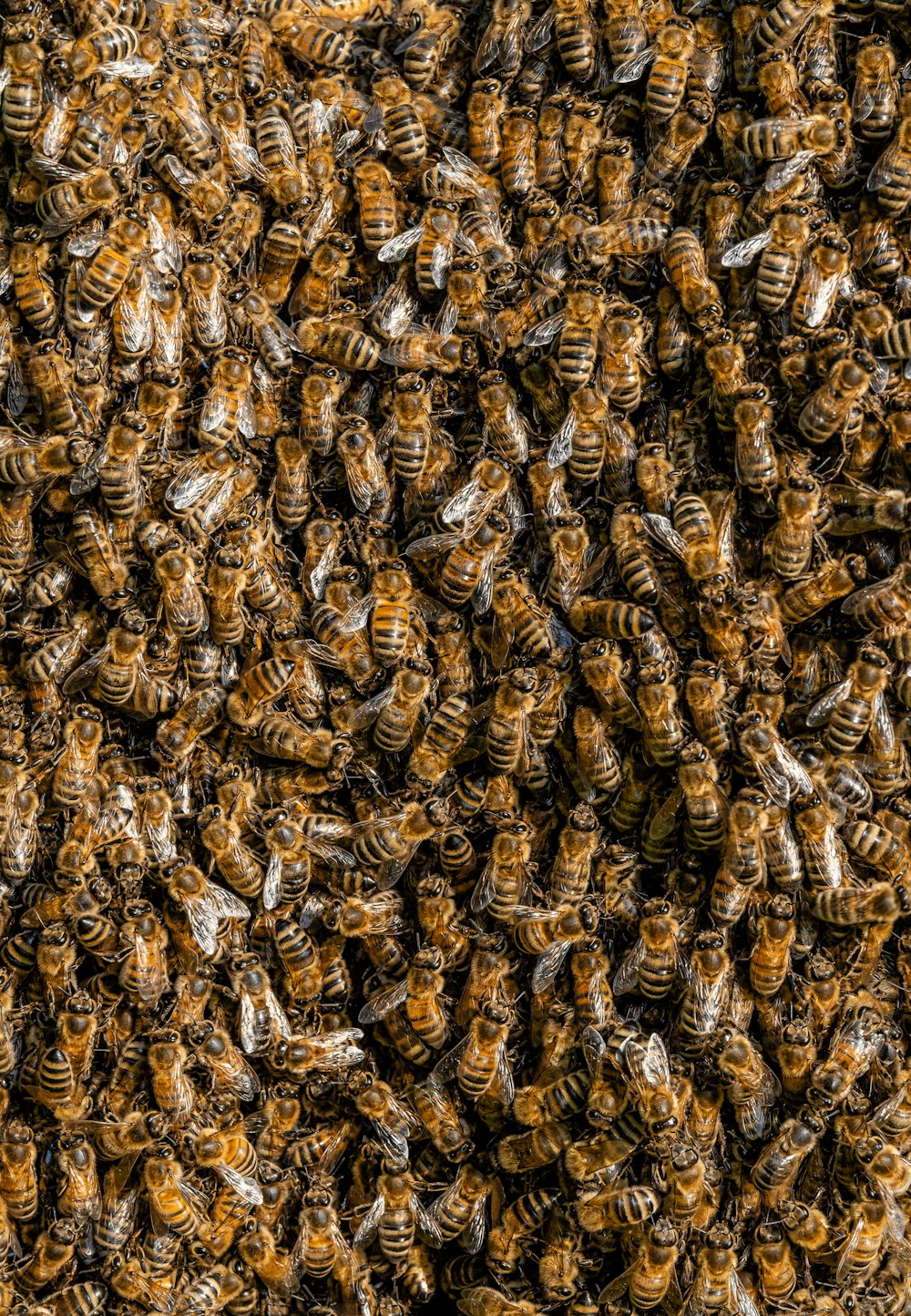 a bunch of bees that are in the air