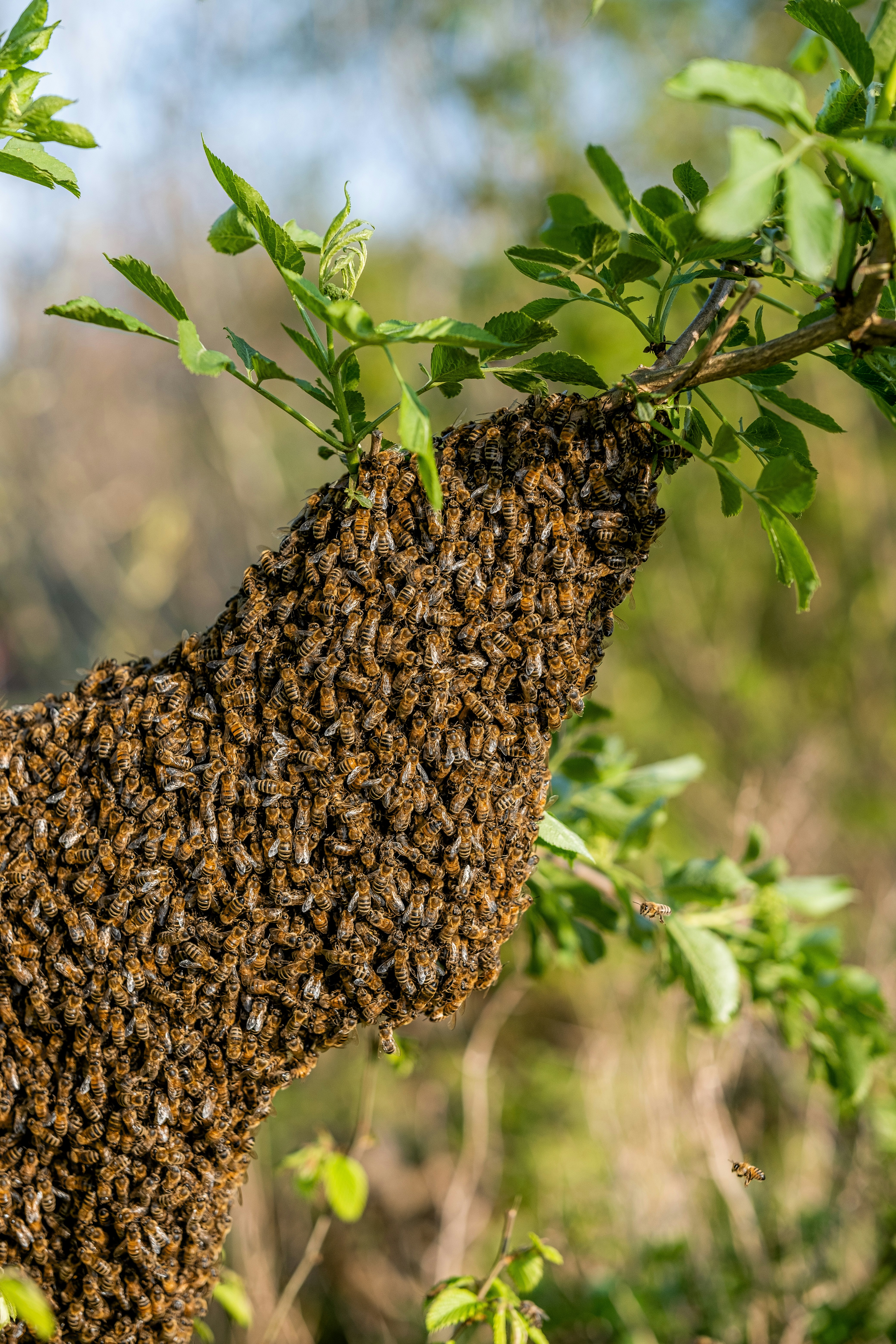 a swarm of bees on a tree branch