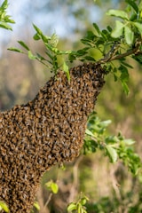 A beekeeper carefully removing a bee swarm from a tree branch in a green natural setting.