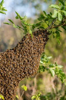A calm natural environment showing a healthy bee colony on a tree branch.