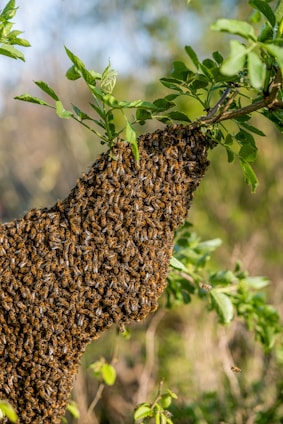 A beekeeper carefully removing a bee swarm from a tree branch in a green natural setting.