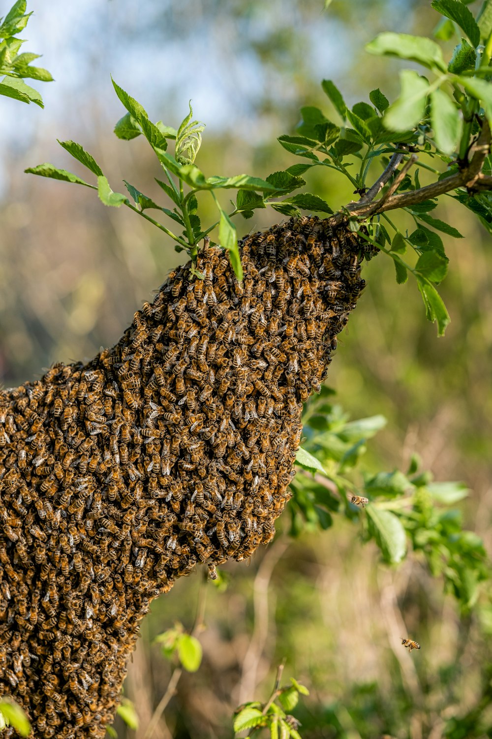 a swarm of bees on a tree branch