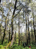 A group of local farmers discussing sustainable candeia tree management in a lush Minas Gerais forest.