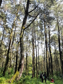A lush forest with tall, slender trees creating a canopy overhead. Sunlight filters through the leaves, illuminating the green undergrowth. Four people are visible, with three standing and one crouching, engaged in conversation or an activity.