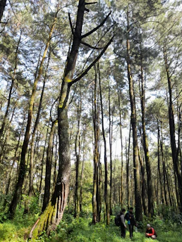 Community members collaborating in forest restoration efforts under a canopy of towering trees.