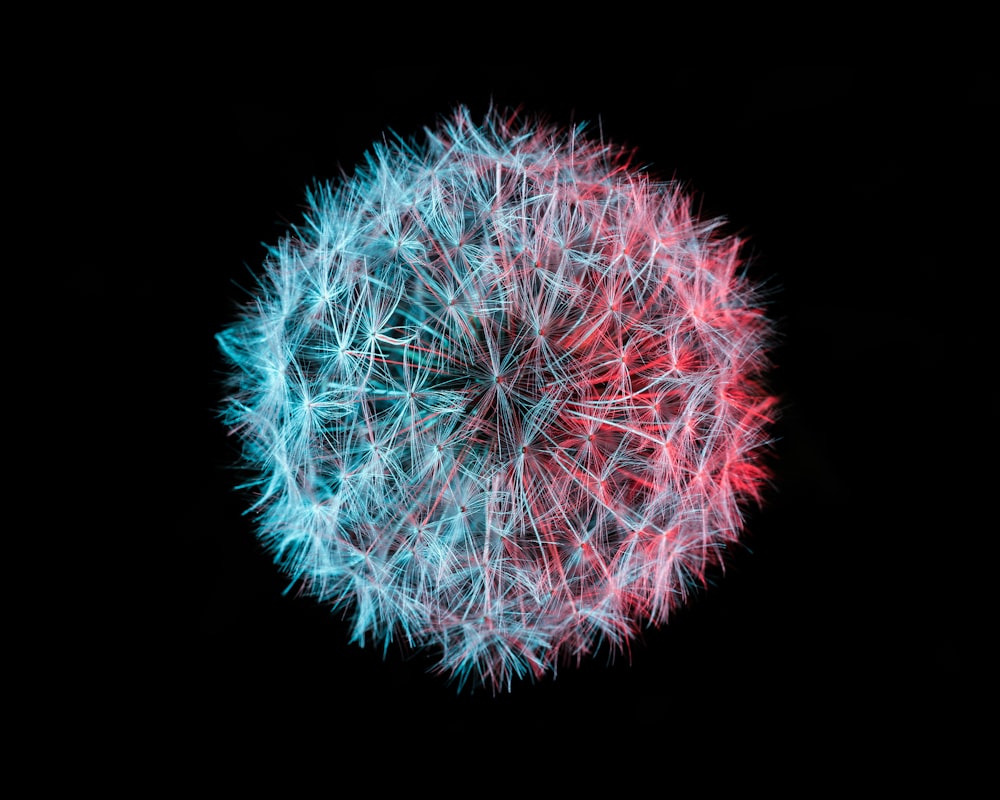 a close up of a dandelion on a black background