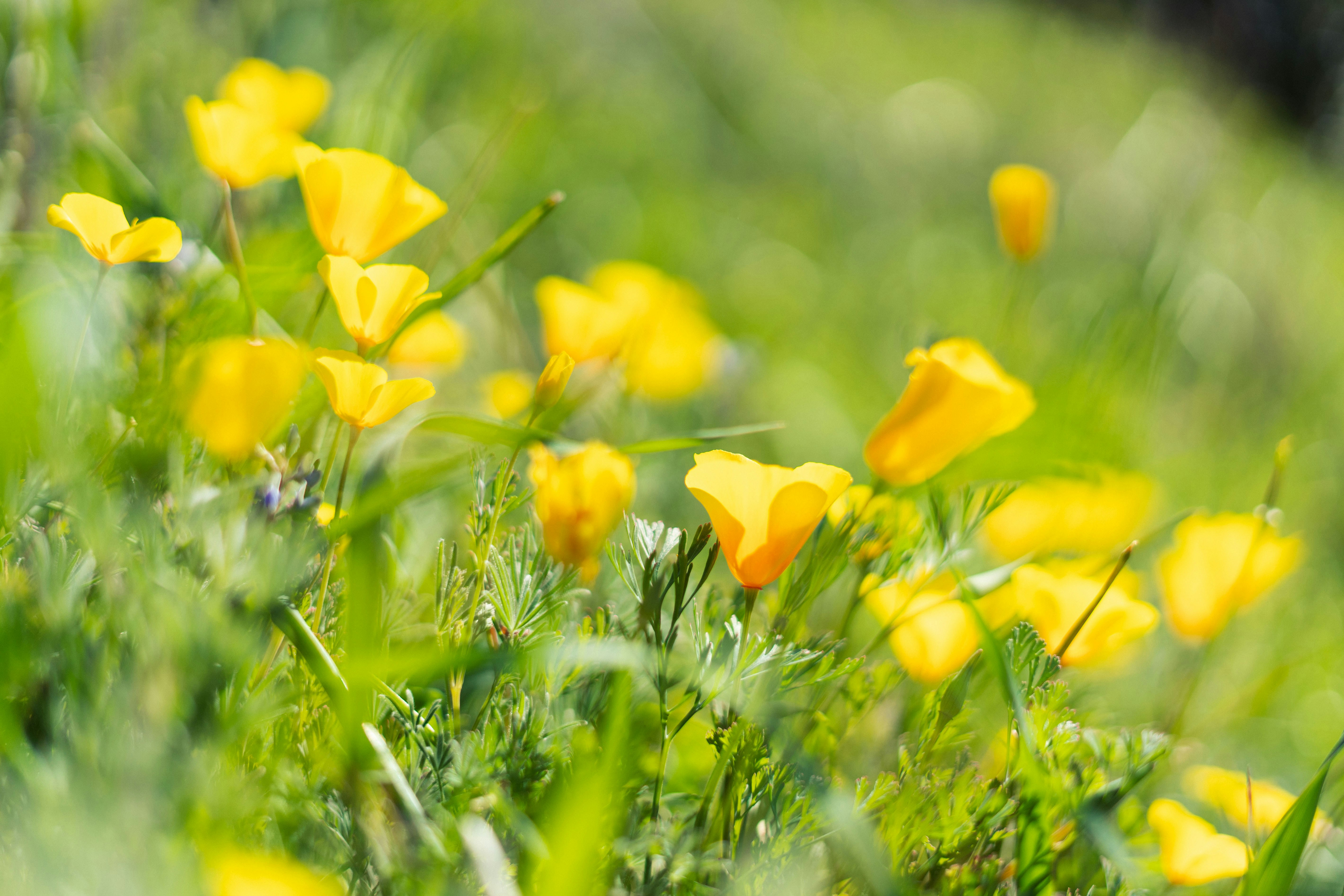 a bunch of yellow flowers that are in the grass