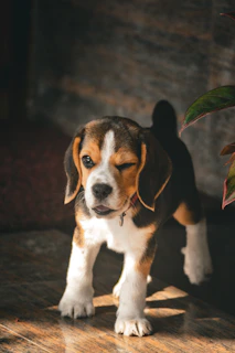 A playful beagle with a fresh haircut posing on a natural wood floor.