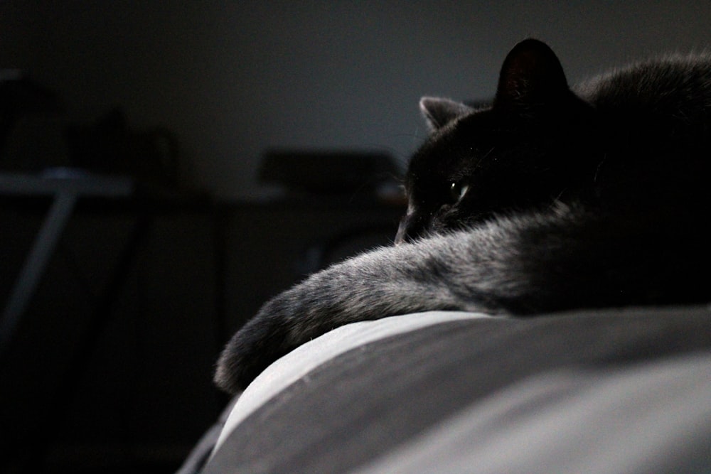 um gato preto deitado em cima de uma cama