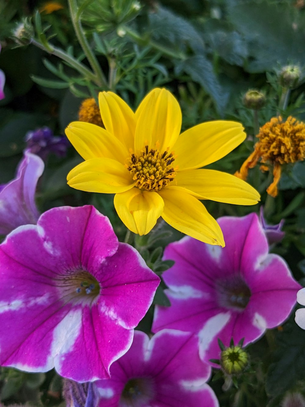 a close up of a flower near many other flowers