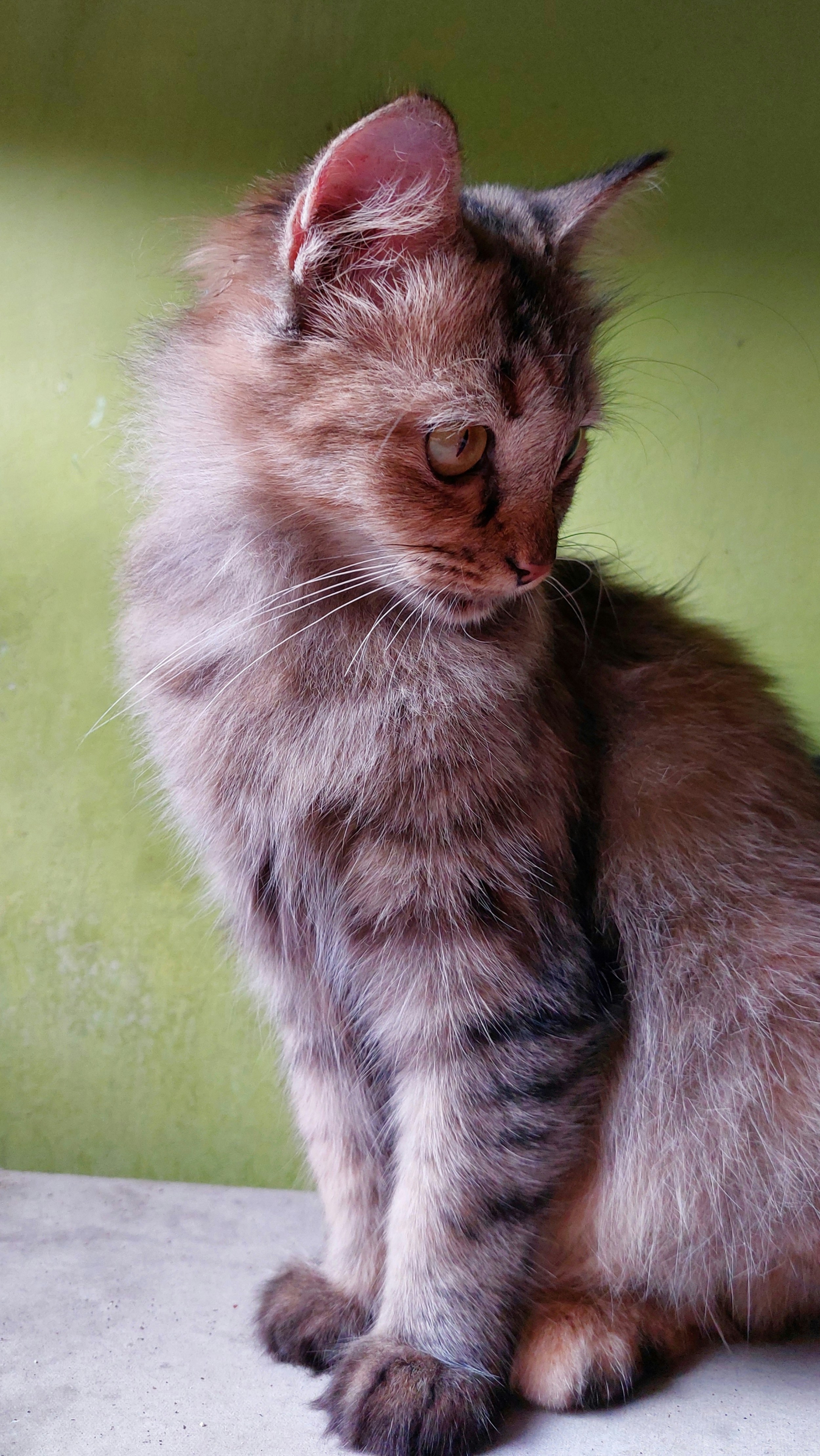 Skookum: The Curly-Coated Mini Munchkin (image credits: unsplash)