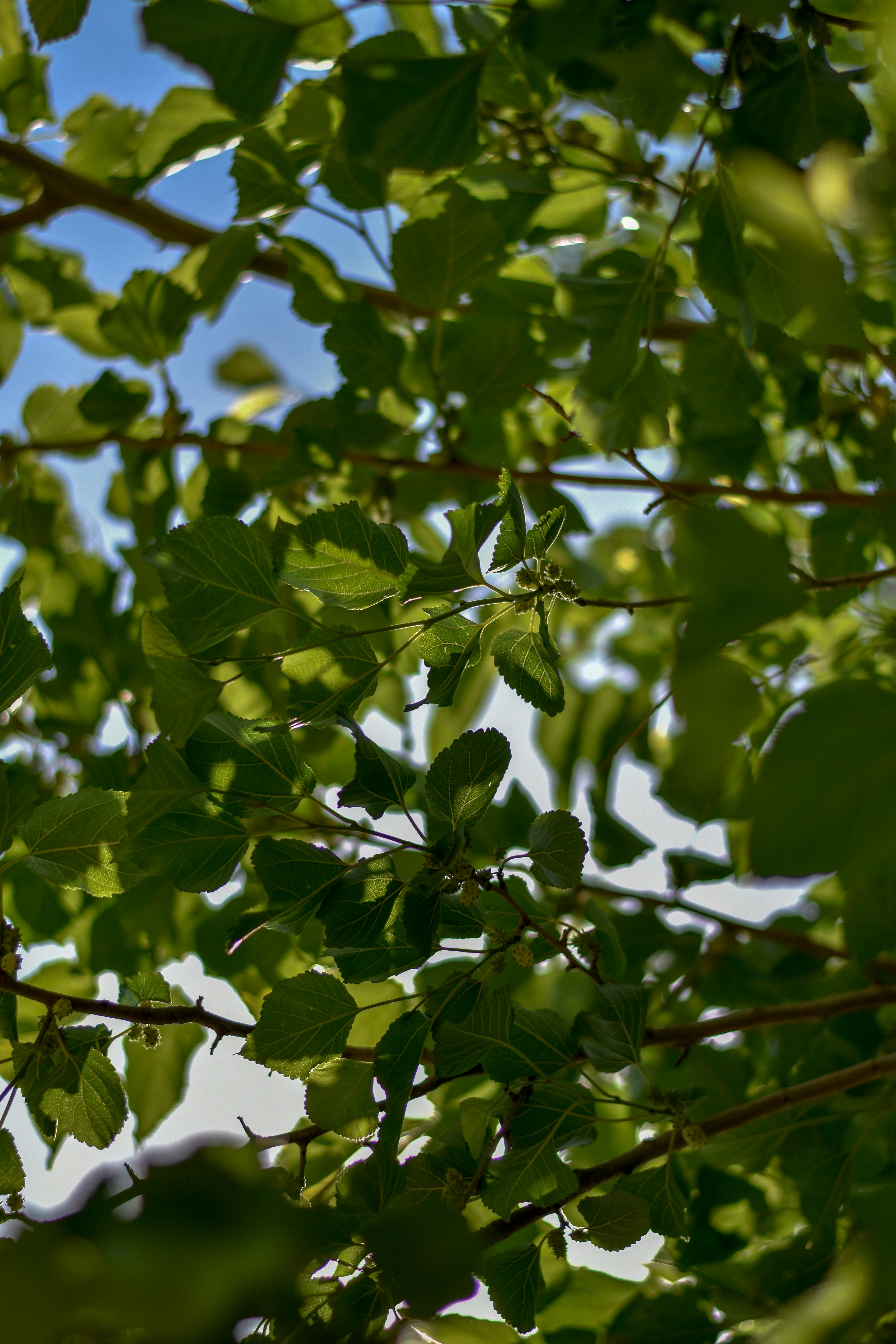 The Mulberry Tree: Silk Production and Soil Improvement