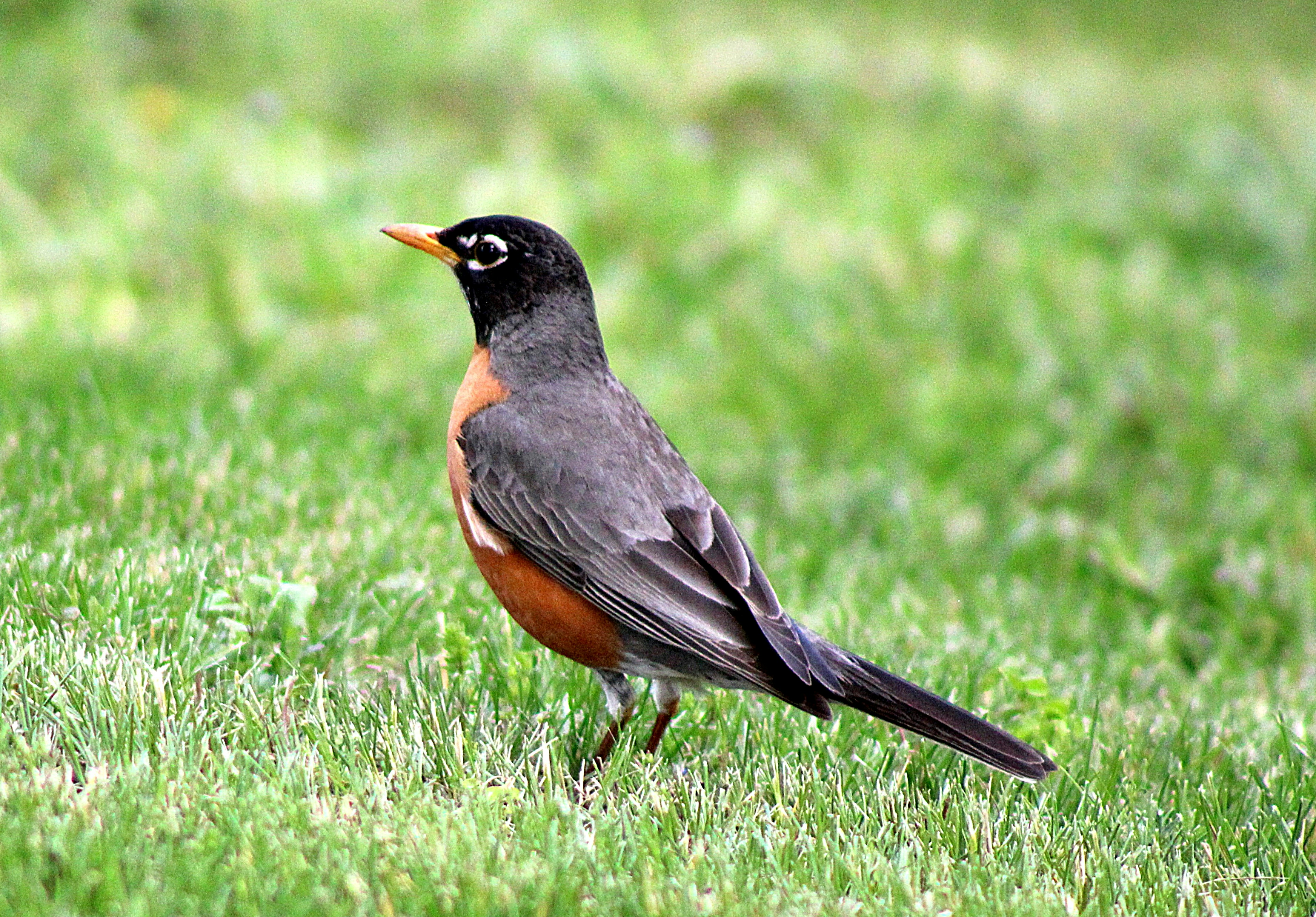 Photo by charles_ray