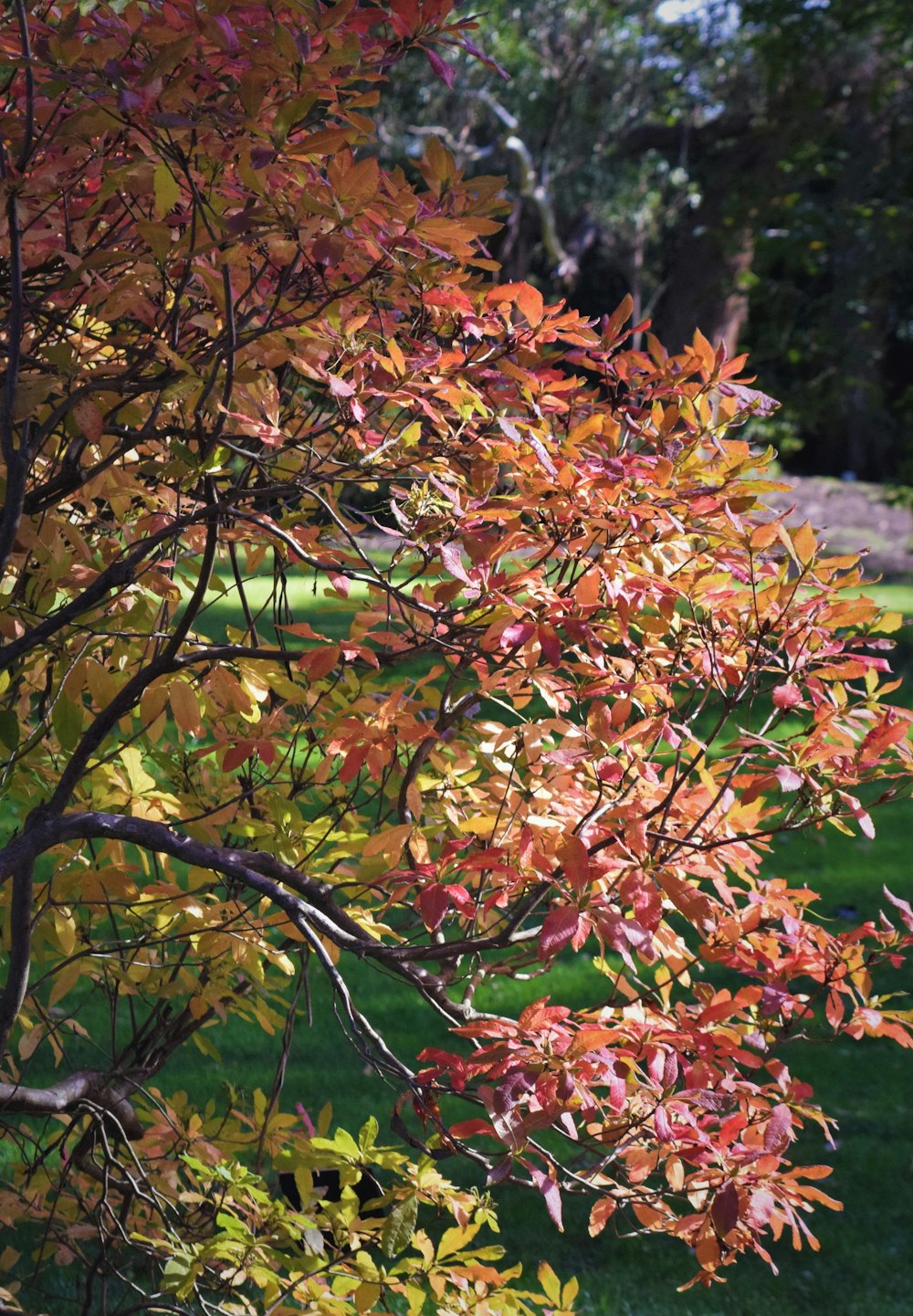 a tree with red and yellow leaves in a park