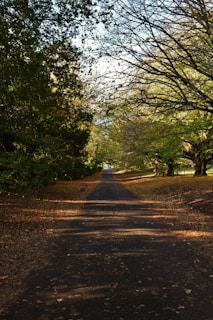 A peaceful pathway lined with trees and soft sunlight filtering through the leaves.