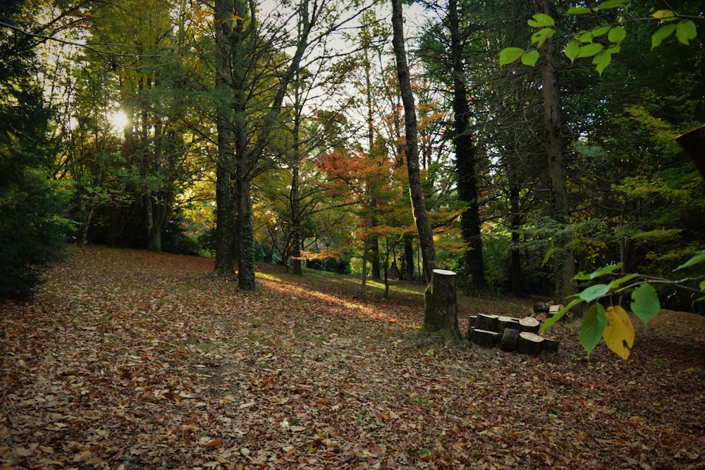 a bench in the middle of a wooded area