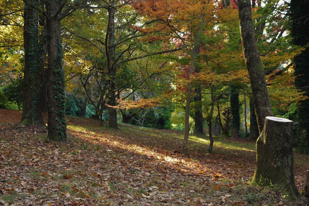 a forest with lots of trees and leaves on the ground